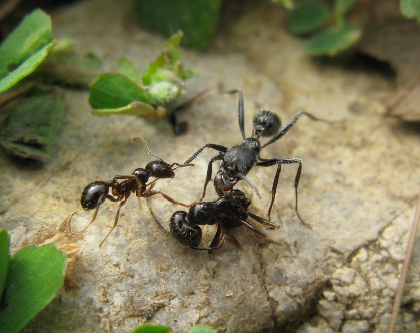 Formicidae distratto da determinare ?