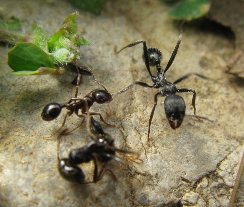 Formicidae distratto da determinare ?