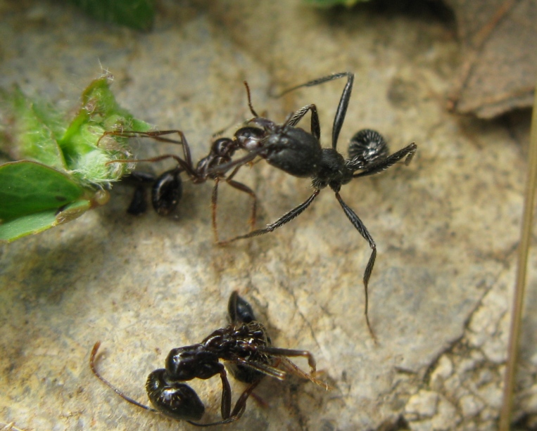 Formicidae distratto da determinare ?