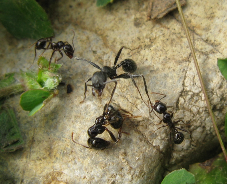 Formicidae distratto da determinare ?