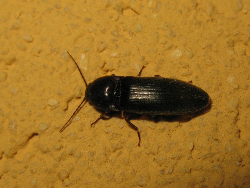 Elateridae da determinare: Melanotus dichrous