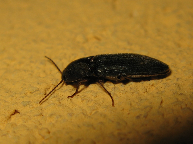 Elateridae da determinare: Melanotus dichrous