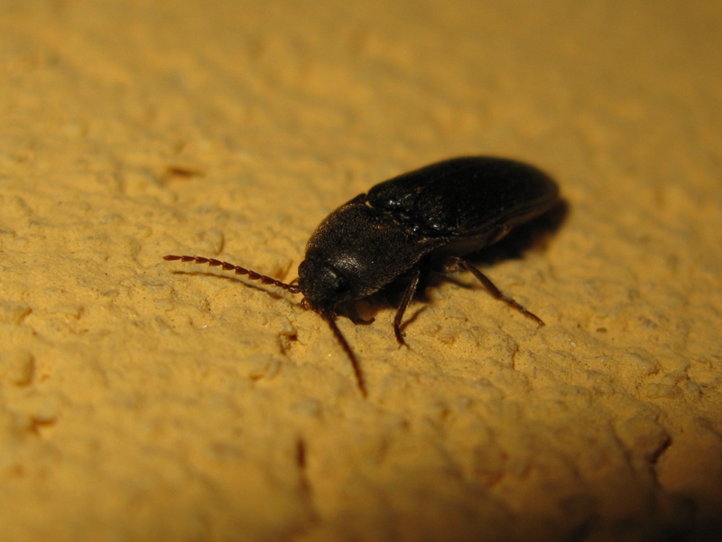 Elateridae da determinare: Melanotus dichrous