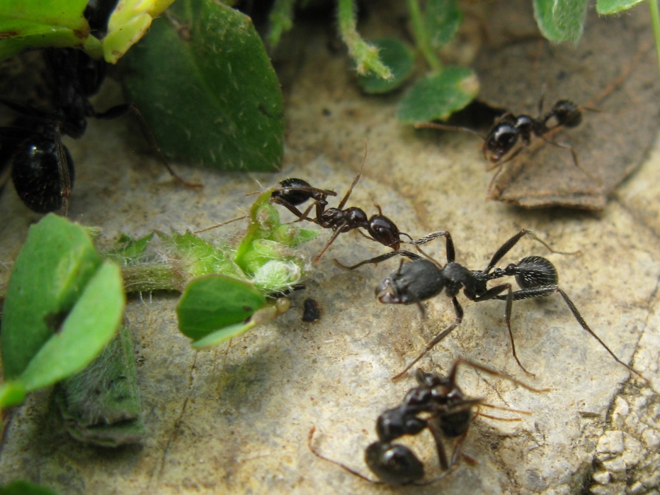 Formicidae distratto da determinare ?