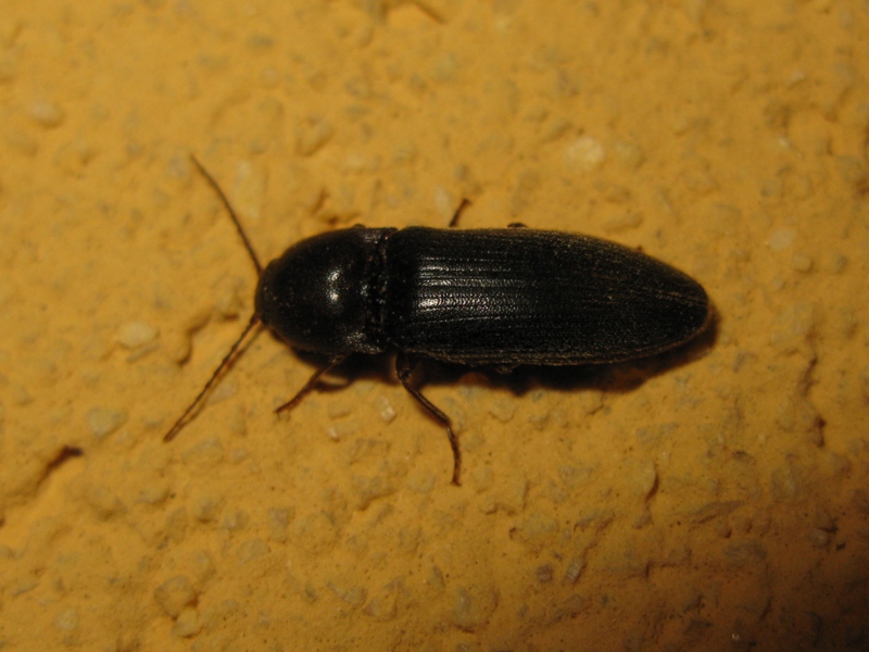 Elateridae da determinare: Melanotus dichrous