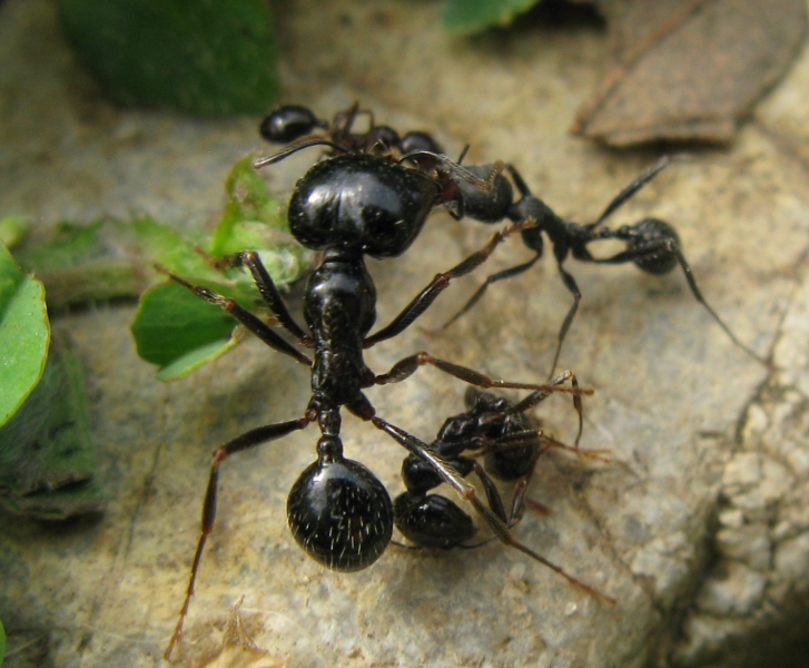 Formicidae distratto da determinare ?