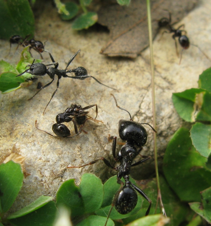 Formicidae distratto da determinare ?