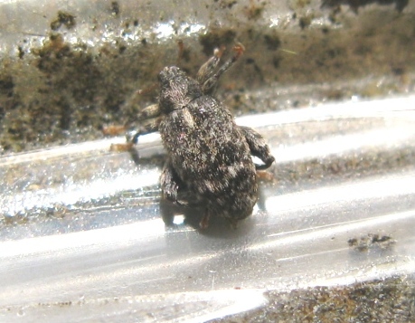 Curculionidae da determinare ? - Orchestes pilosus