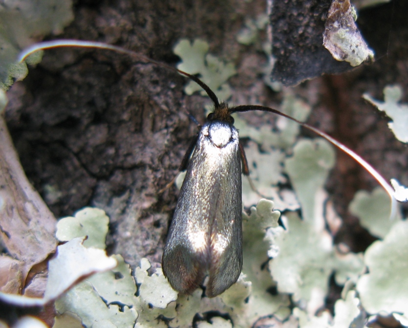 Adelidae da determinare ?