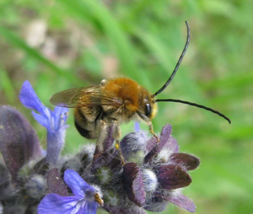 Eucera sp. M. (Apidae)