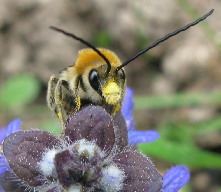 Eucera sp. M. (Apidae)