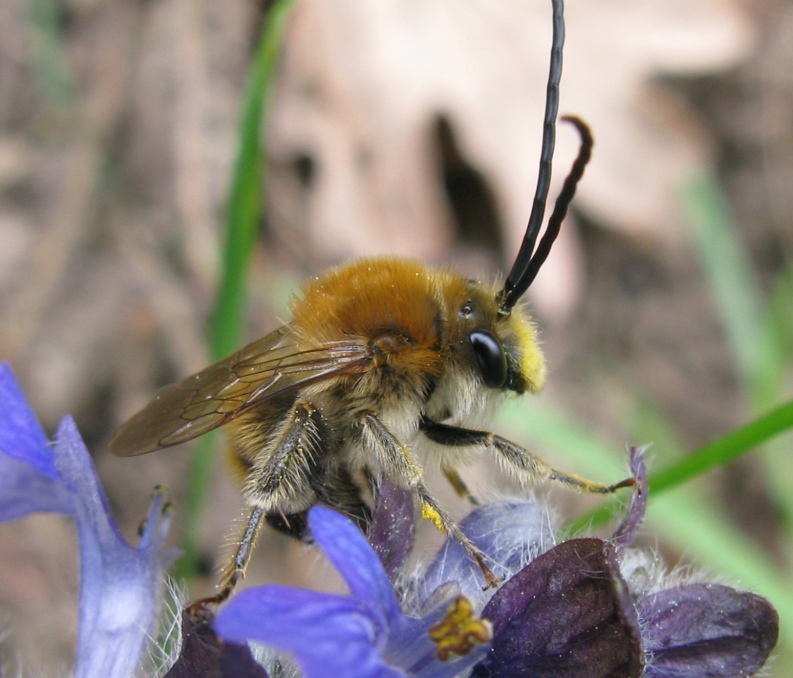 Eucera sp. M. (Apidae)