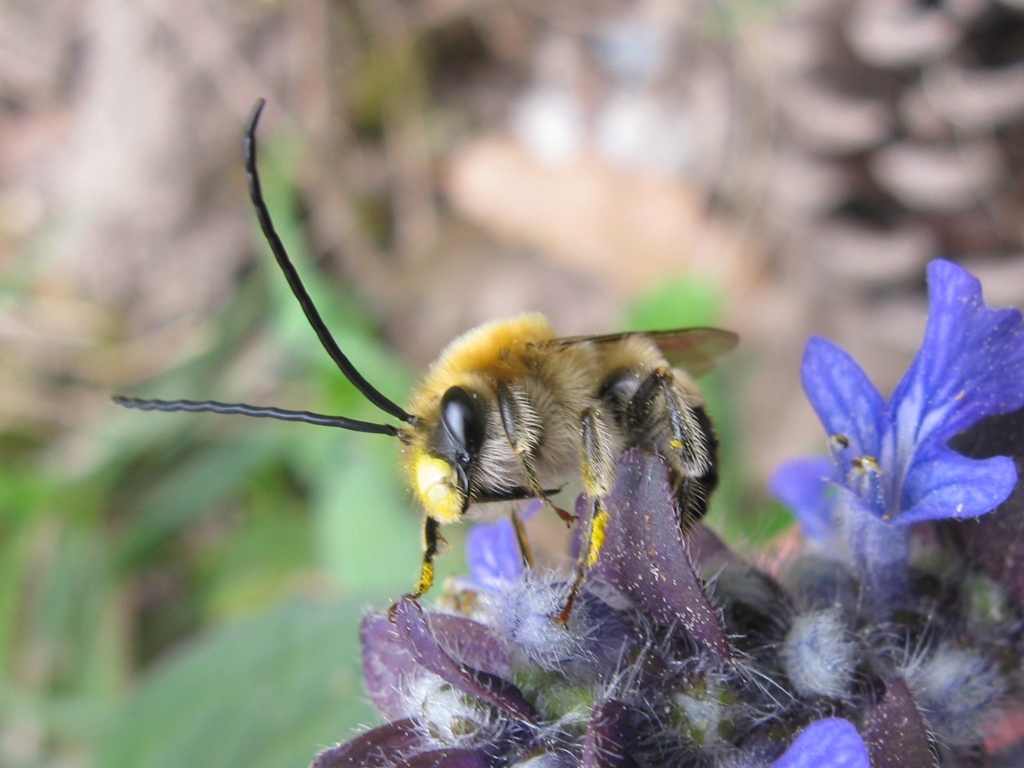 Eucera sp. M. (Apidae)