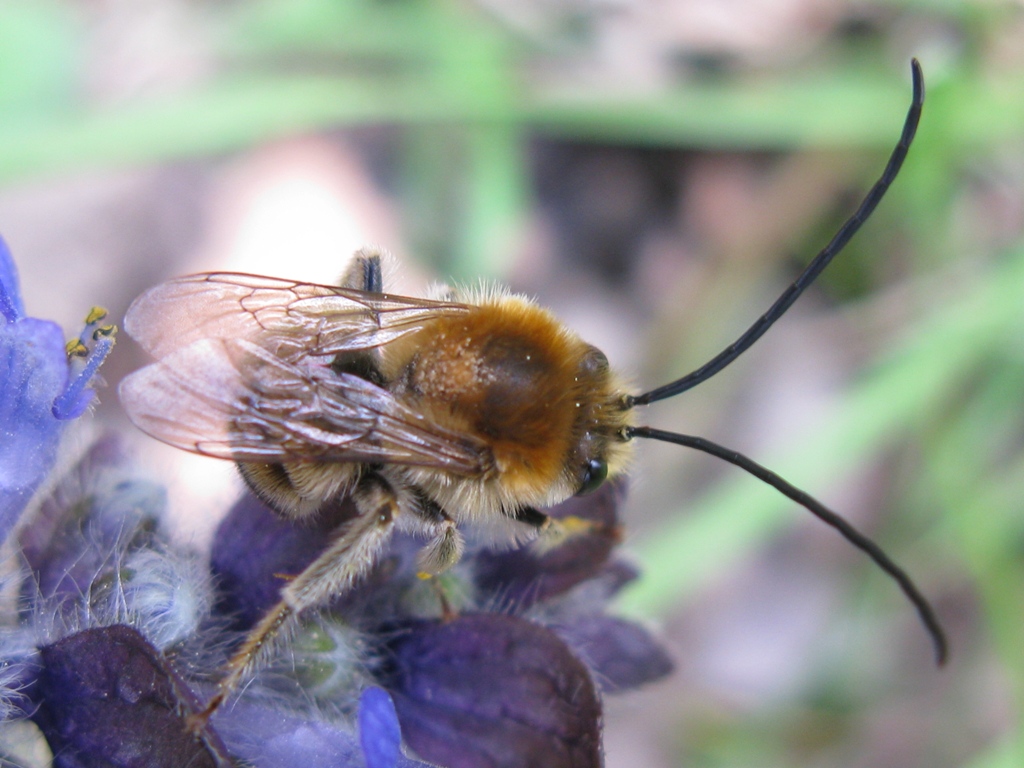 Eucera sp. M. (Apidae)