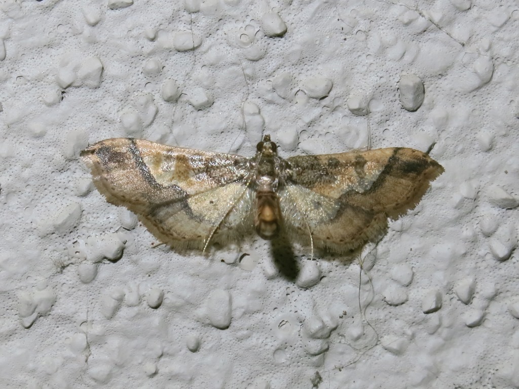 Crambidae? S, Hydriris ornatalis