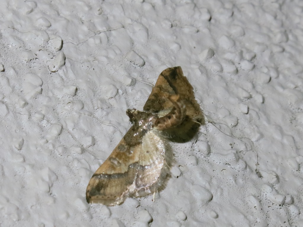 Crambidae? S, Hydriris ornatalis