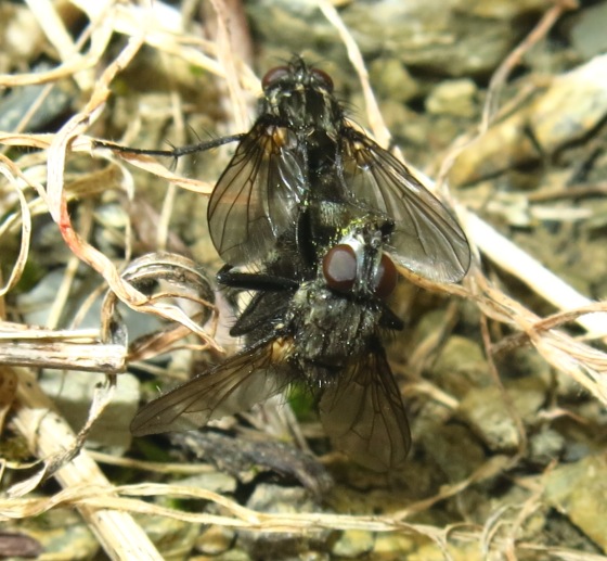 Rhinomorinia sarcophagina (Rhinophoridae)