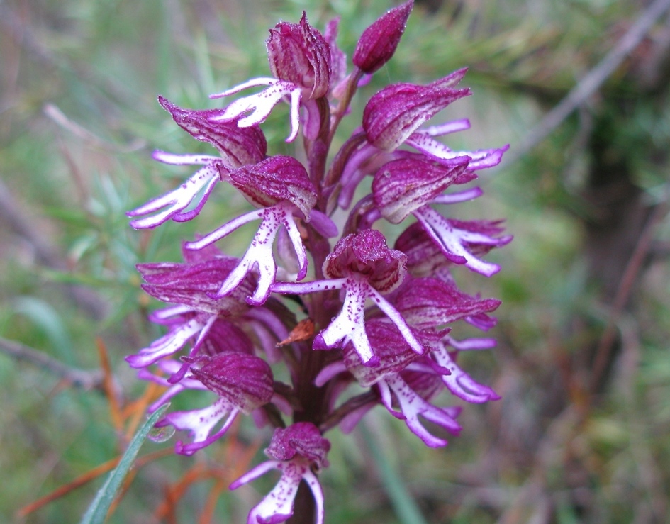 Orchis x angusticruris?