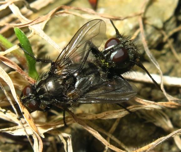 Rhinomorinia sarcophagina (Rhinophoridae)