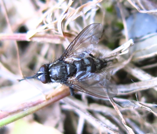 Rhinomorinia sarcophagina (Rhinophoridae)