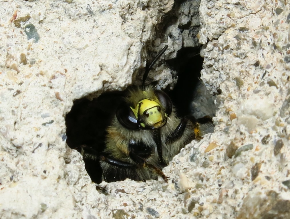 Apidae Megachilinae?  No, Apidae Anthophorinae:  Anthophora plumipes, maschio