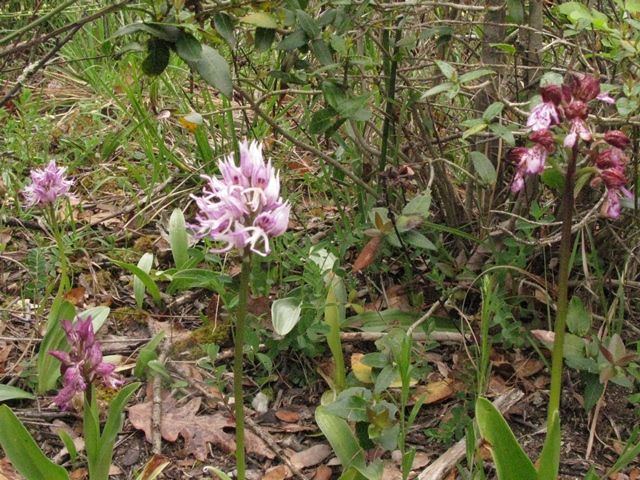 Orchis x angusticruris?