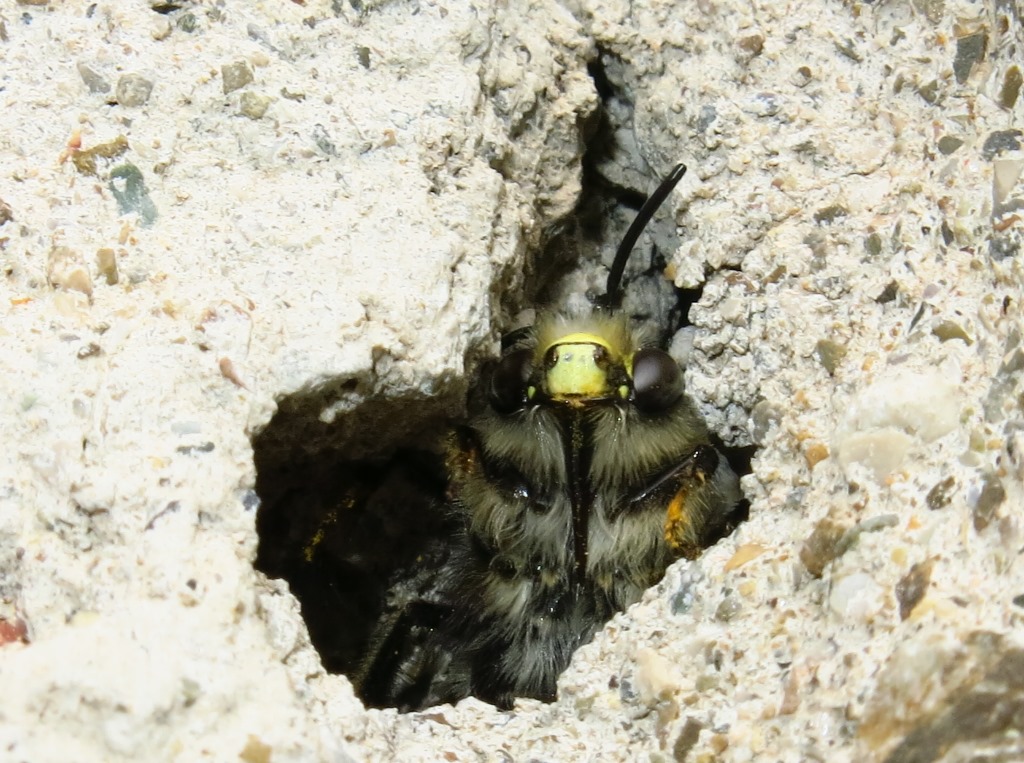 Apidae Megachilinae?  No, Apidae Anthophorinae:  Anthophora plumipes, maschio