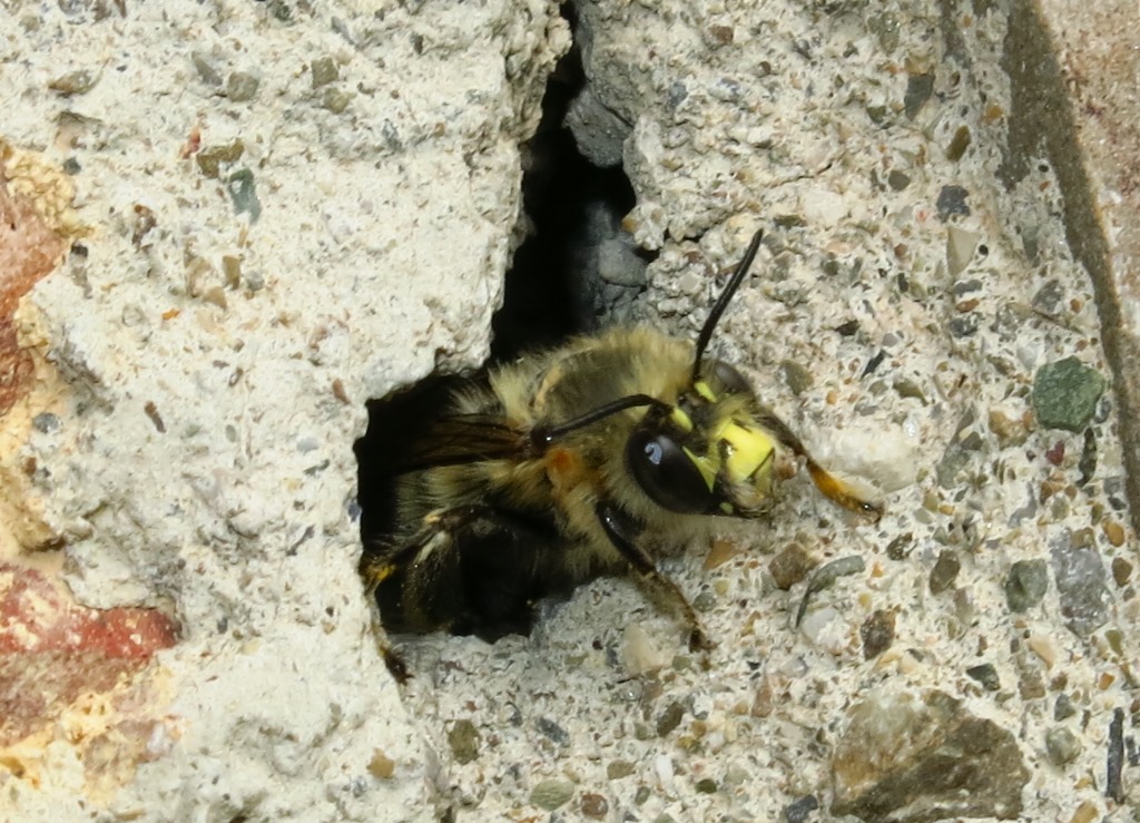 Apidae Megachilinae?  No, Apidae Anthophorinae:  Anthophora plumipes, maschio