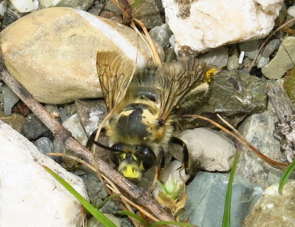 Apidae Megachilinae?  No, Apidae Anthophorinae:  Anthophora plumipes, maschio