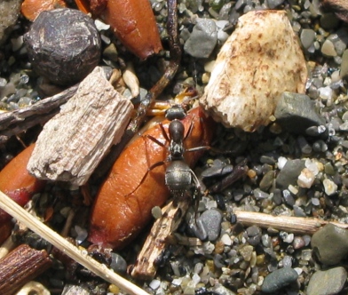 Formica cfr cinerea