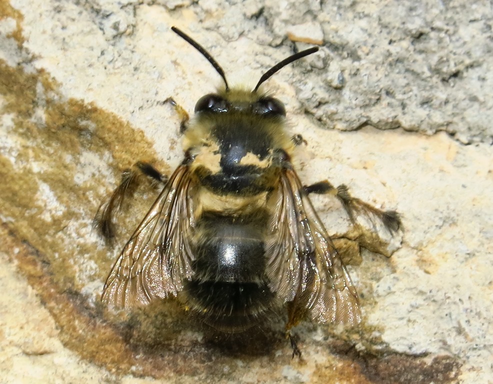 Apidae Megachilinae?  No, Apidae Anthophorinae:  Anthophora plumipes, maschio