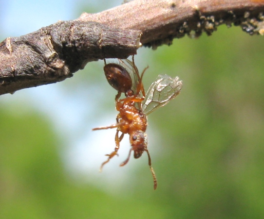 Formicidae da determinare 6 ?