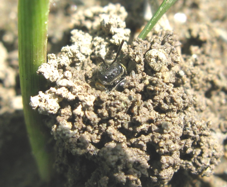 Apidae Halictinae che scava il nido