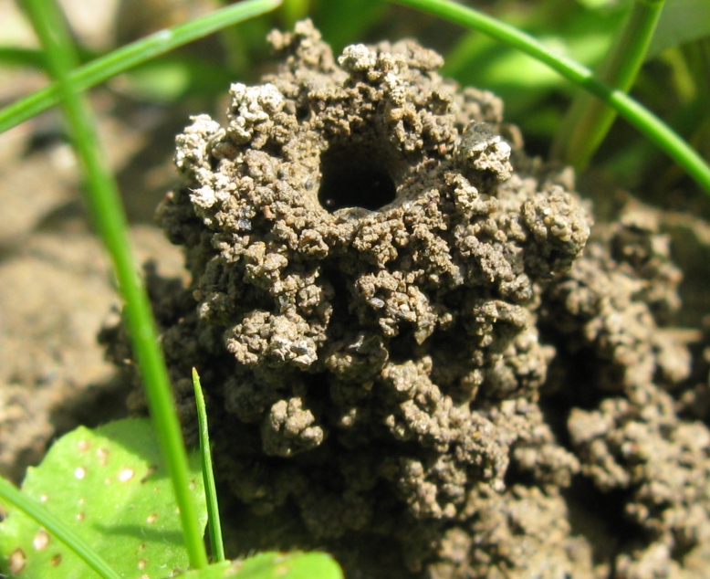 Apidae Halictinae che scava il nido