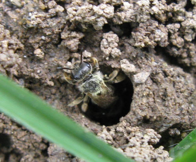 Apidae Halictinae che scava il nido