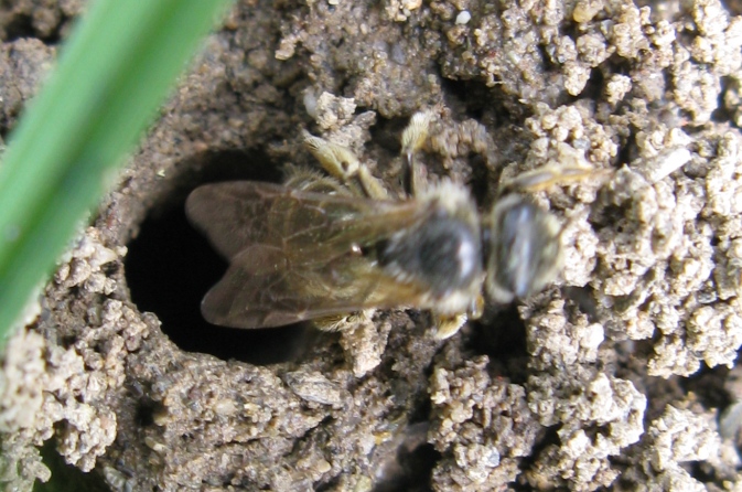 Apidae Halictinae che scava il nido