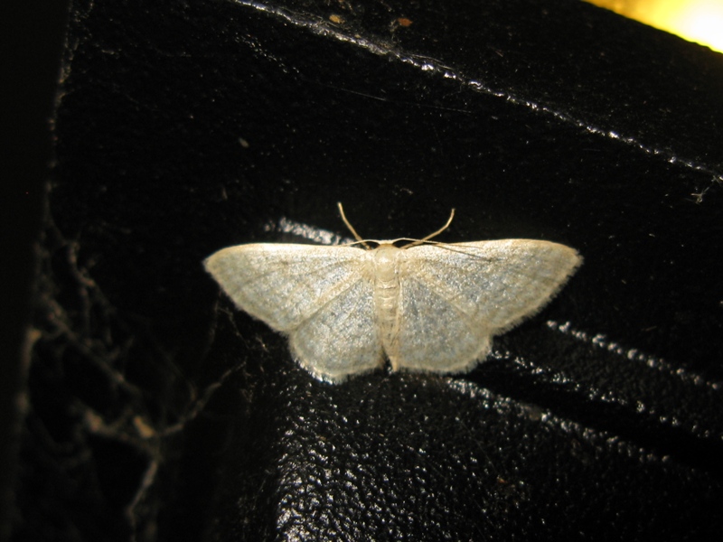 IDAEA da identificare?