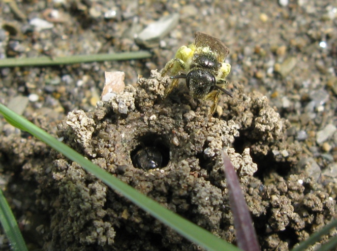 Apidae Halictinae che scava il nido