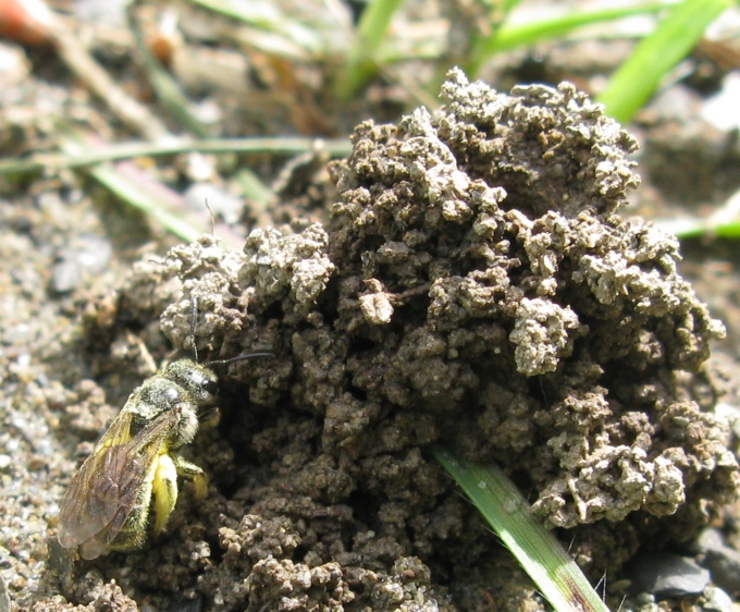 Apidae Halictinae che scava il nido