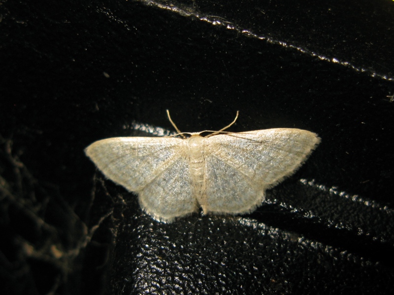 IDAEA da identificare?