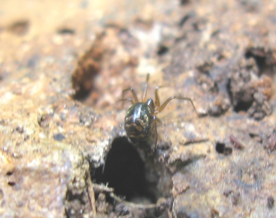 Linyphiidae - Acquapendente (VT)