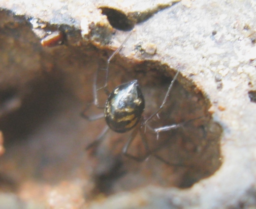 Linyphiidae - Acquapendente (VT)