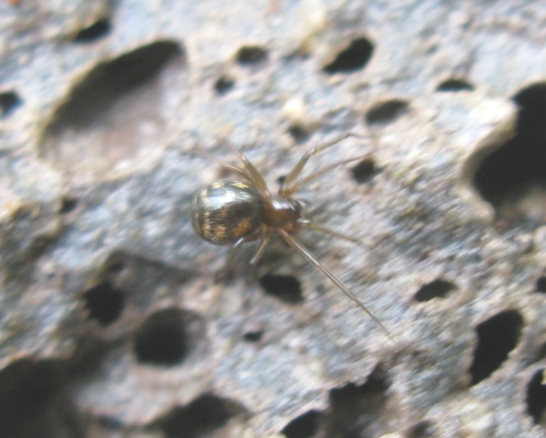 Linyphiidae - Acquapendente (VT)