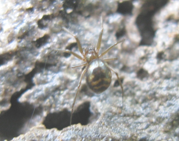 Linyphiidae - Acquapendente (VT)