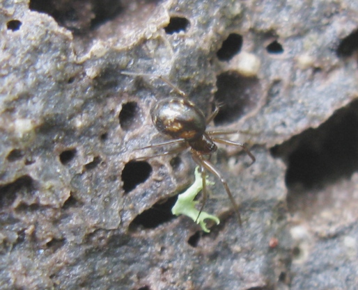 Linyphiidae - Acquapendente (VT)