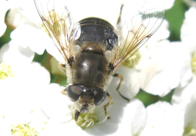 Syrphidae da determinare ?