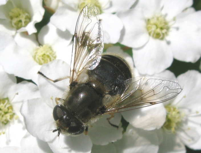 Syrphidae da determinare ?