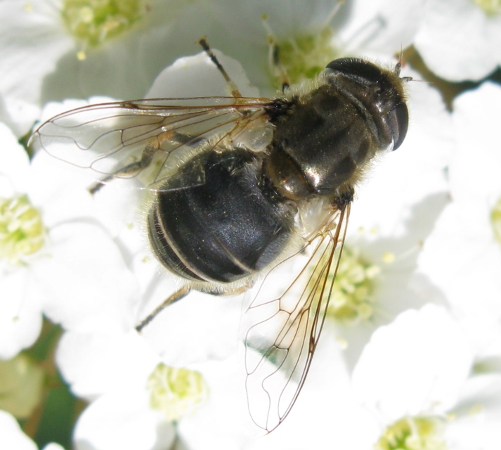 Syrphidae da determinare ?