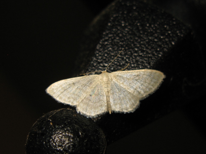 IDAEA da identificare?