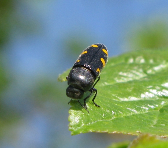 Buprestidae da determinare ? - Ptosima undecimmaculata